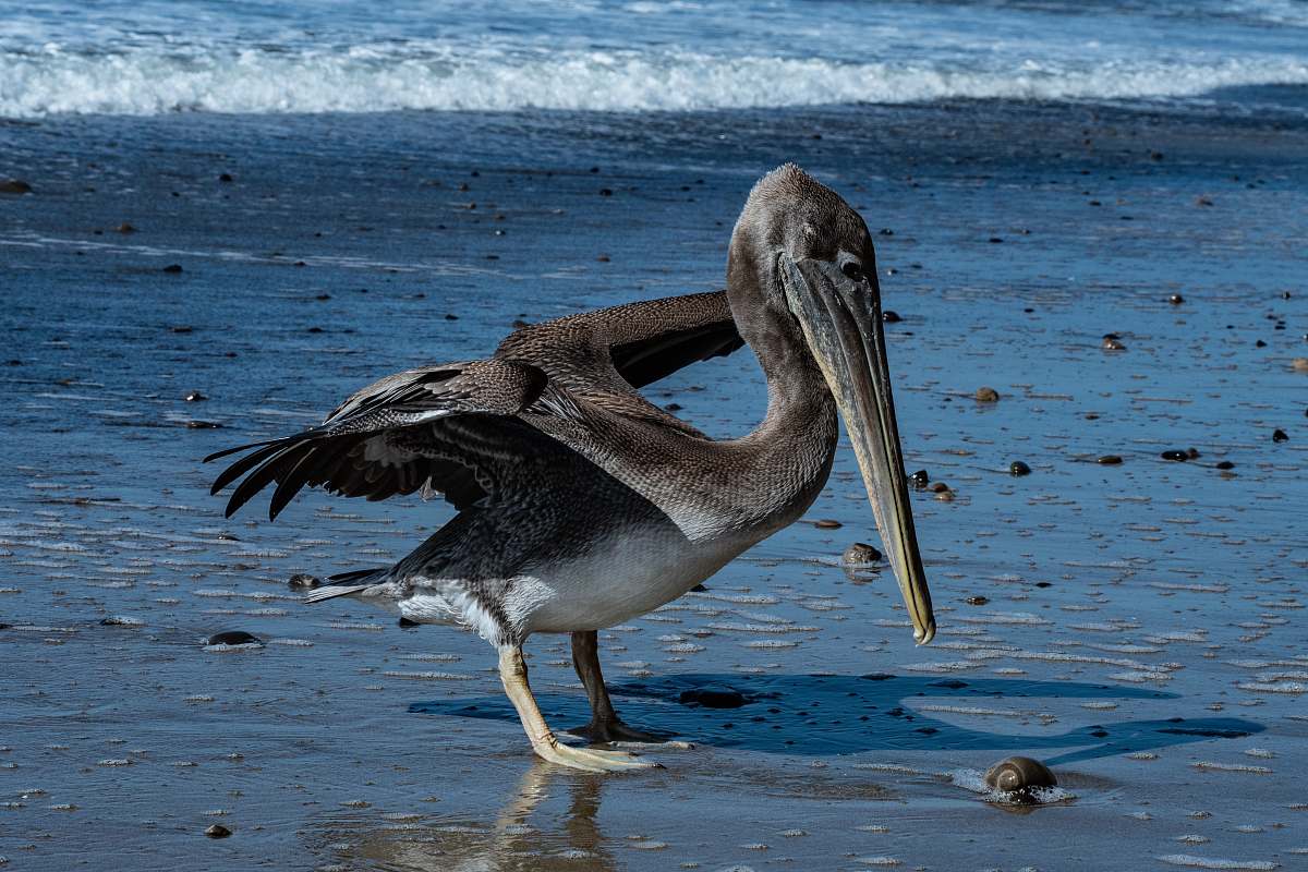 bird gray pelican pelican