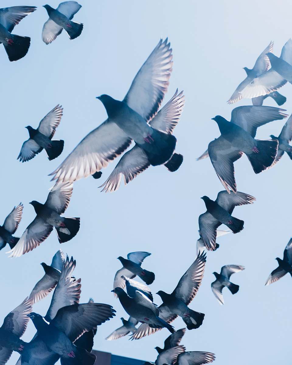 bird gray pigeons flying under blue sky pigeon