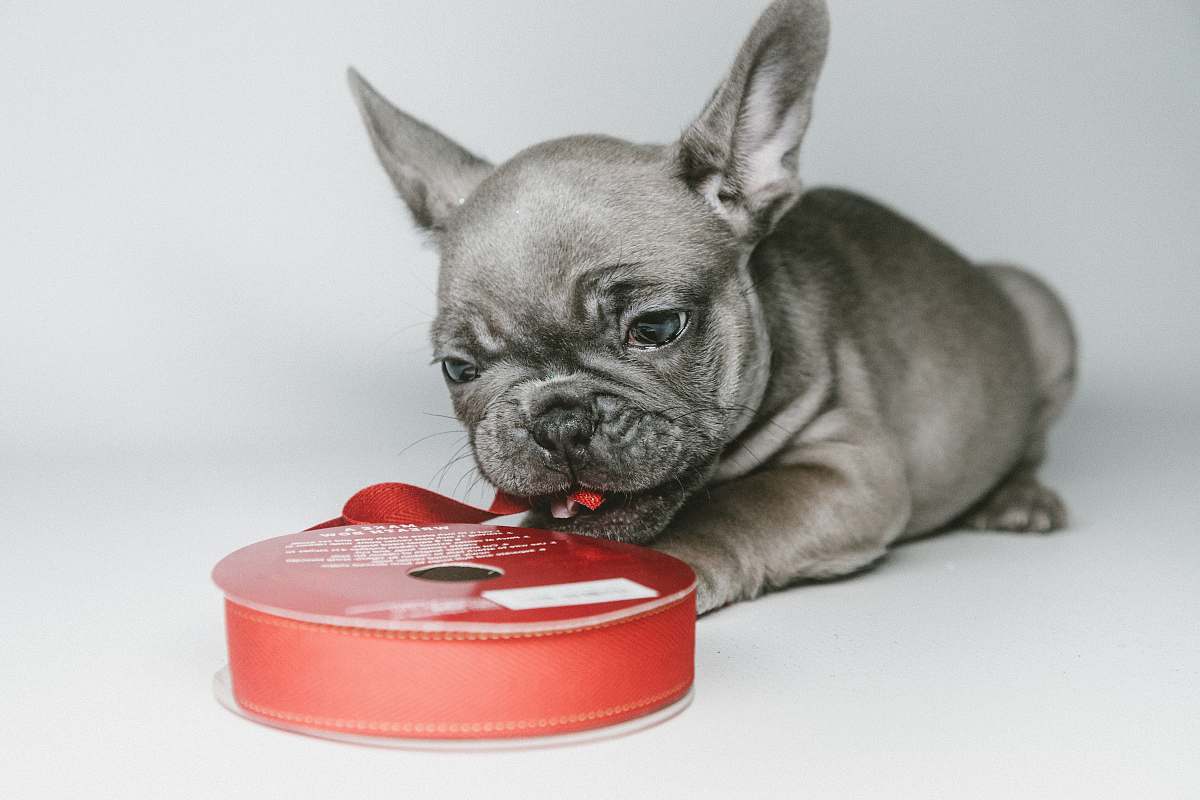 dog gray puppy beside red ribbon roll pet