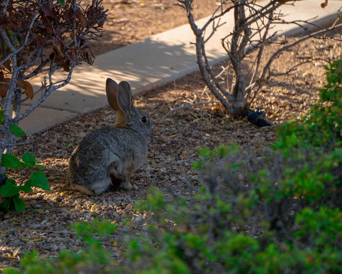 kangaroo gray rabbit on ground near gray pathway at daytime mammal