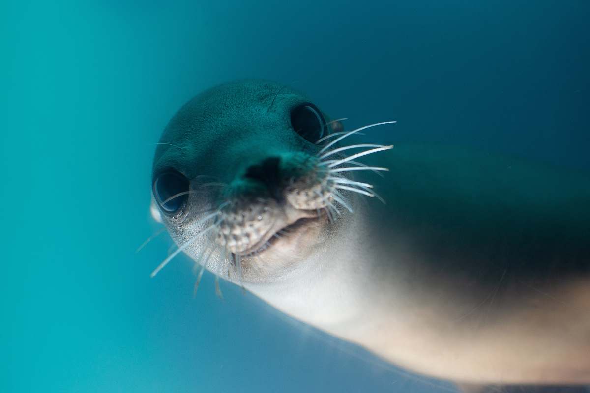 mammal gray seal sea life
