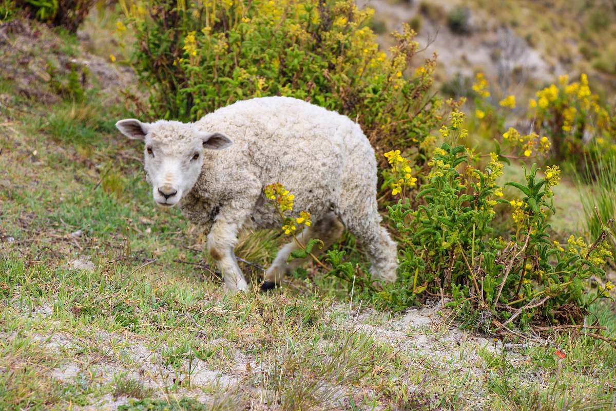 mammal gray sheep walking on green grass field sheep