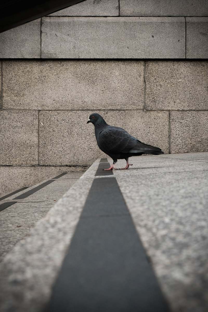 bird gray short-beaked bird on gray concrete pavement during daytime pigeon