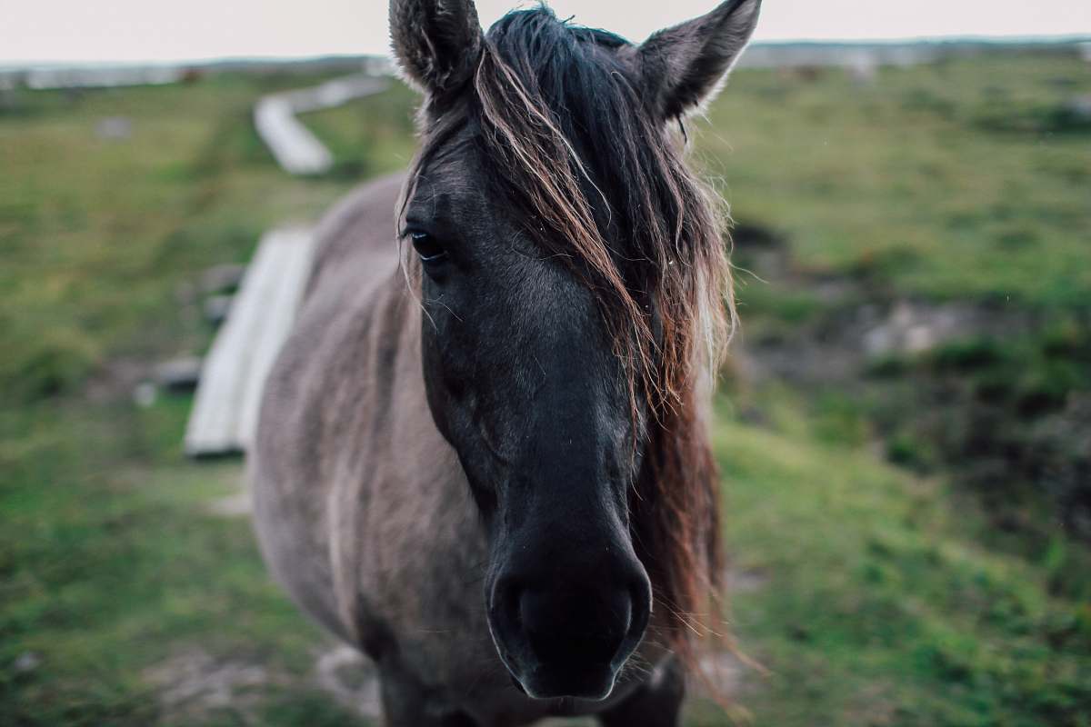 mammal gray stallion horse on green field horse