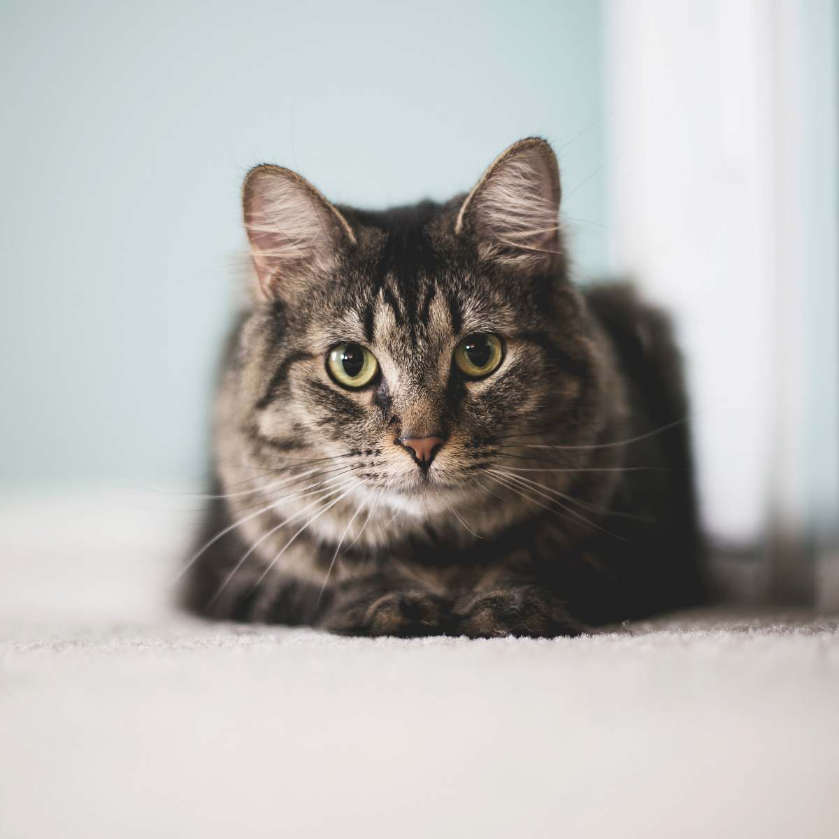 cat gray tabby cat pet