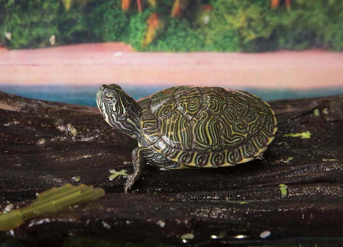 reptile gray tortoise on focus photography sea life