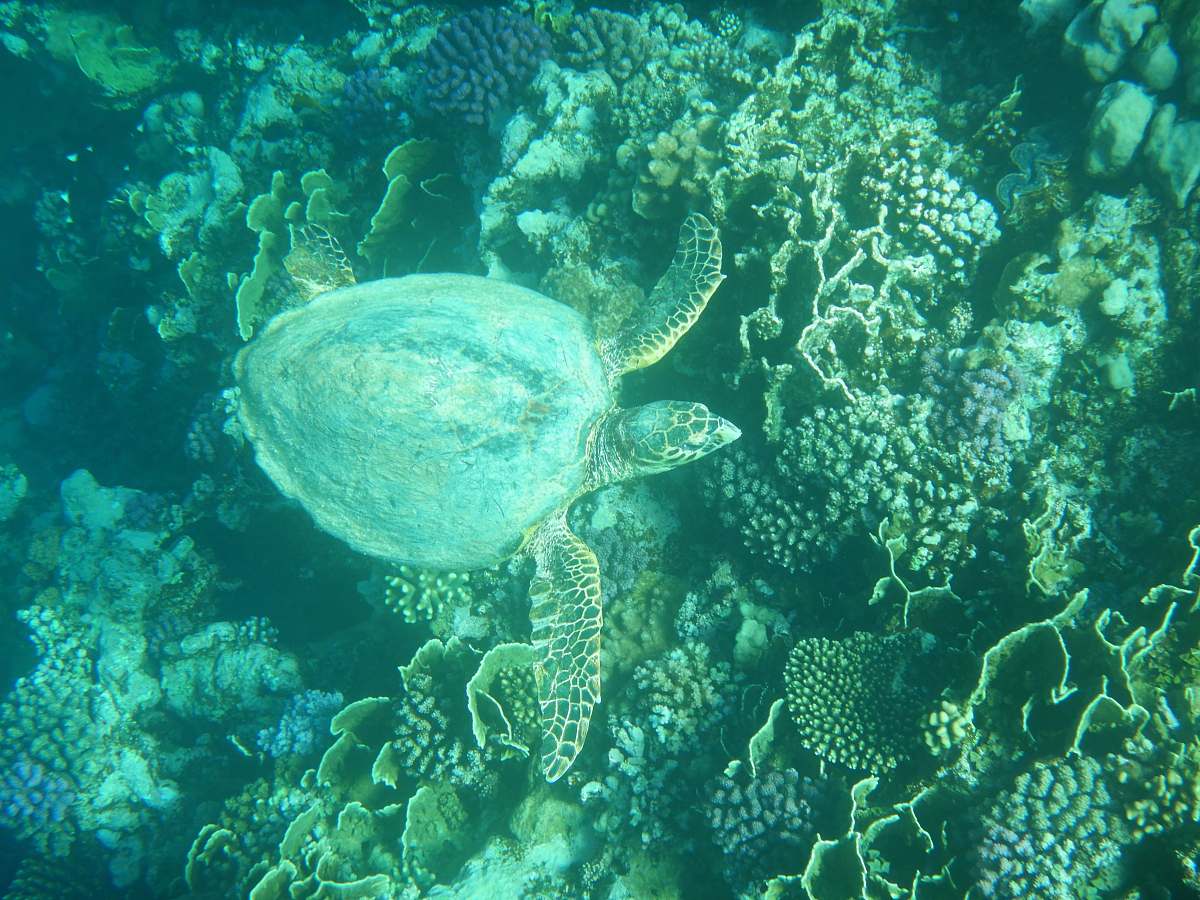 reptile gray turtle on water sea life