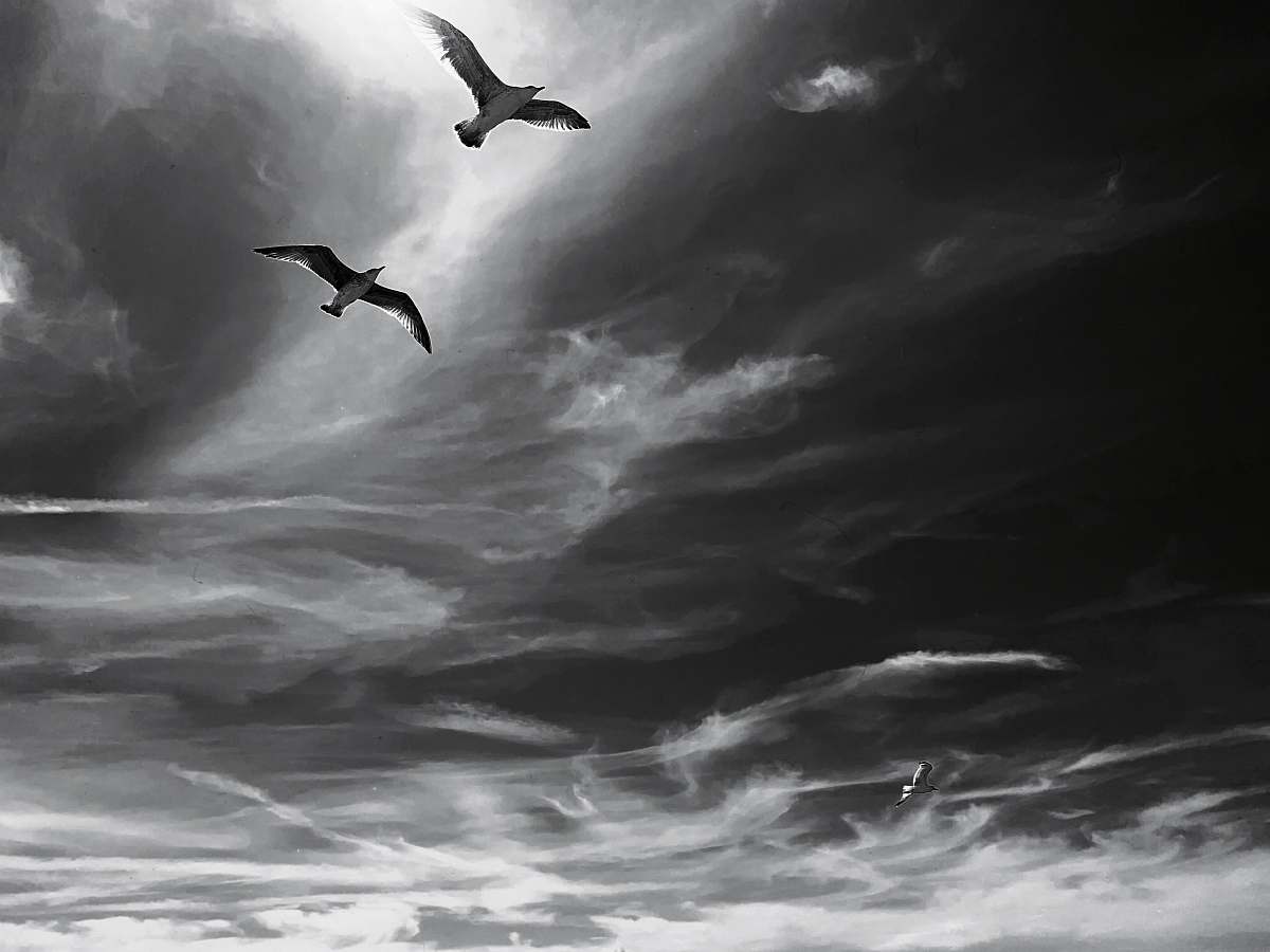 bird grayscale photo of birds flying under cloudy sky black-and-white