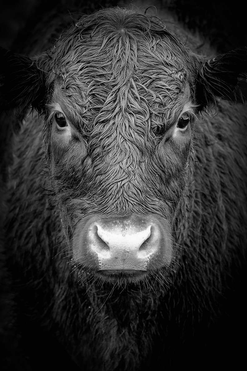 black-and-white grayscale photo of buffalo grey