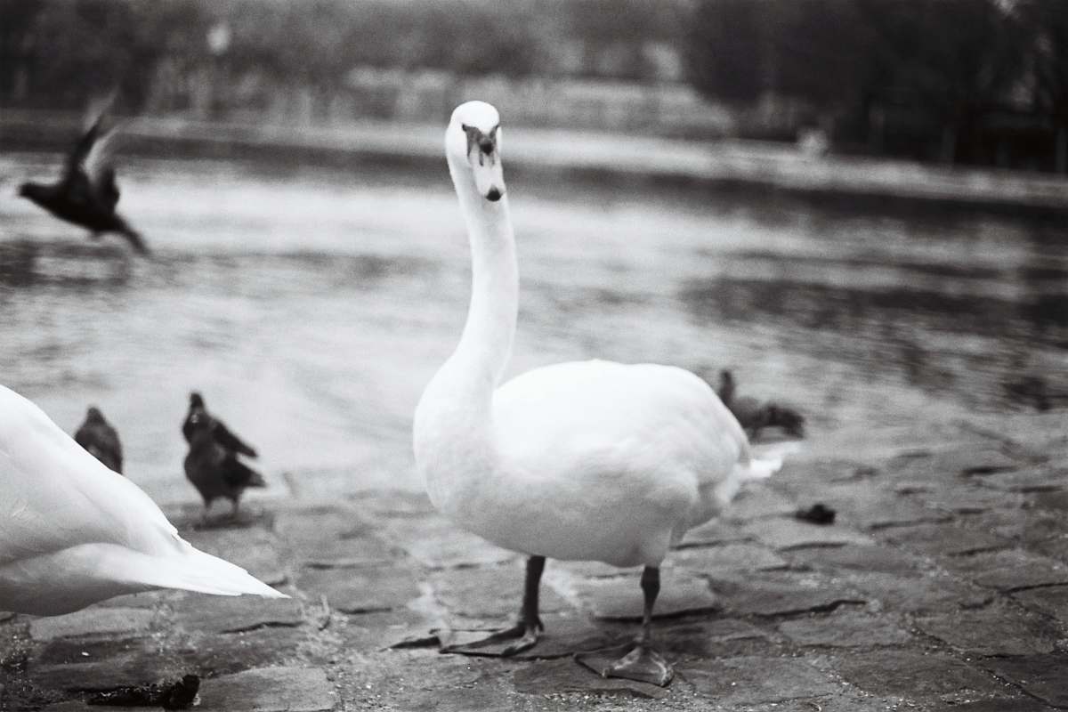 bird grayscale photo of fuck black-and-white