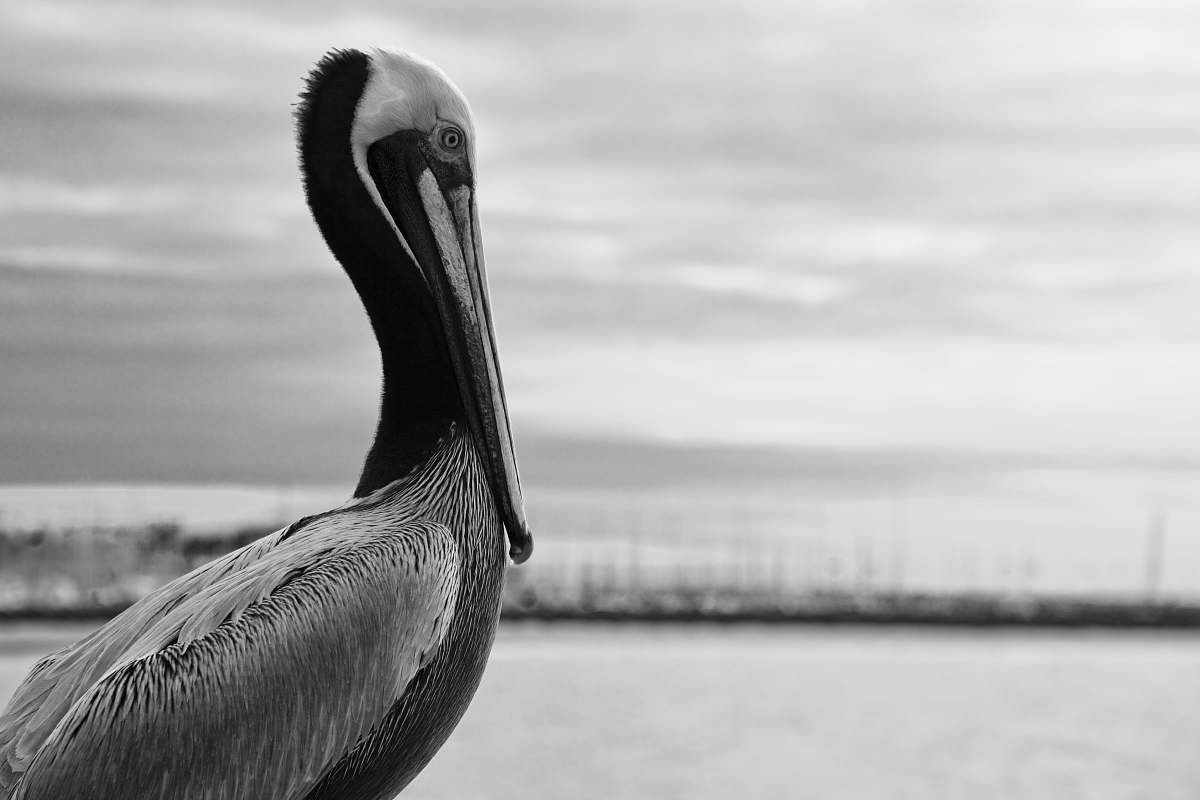 bird grayscale photo of pelican black-and-white