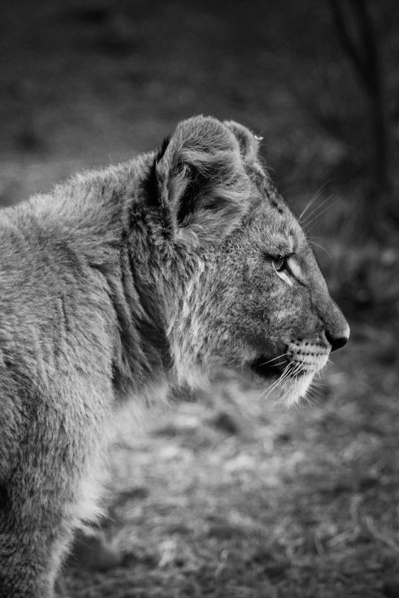 black-and-white grayscale photo of tiger wildlife