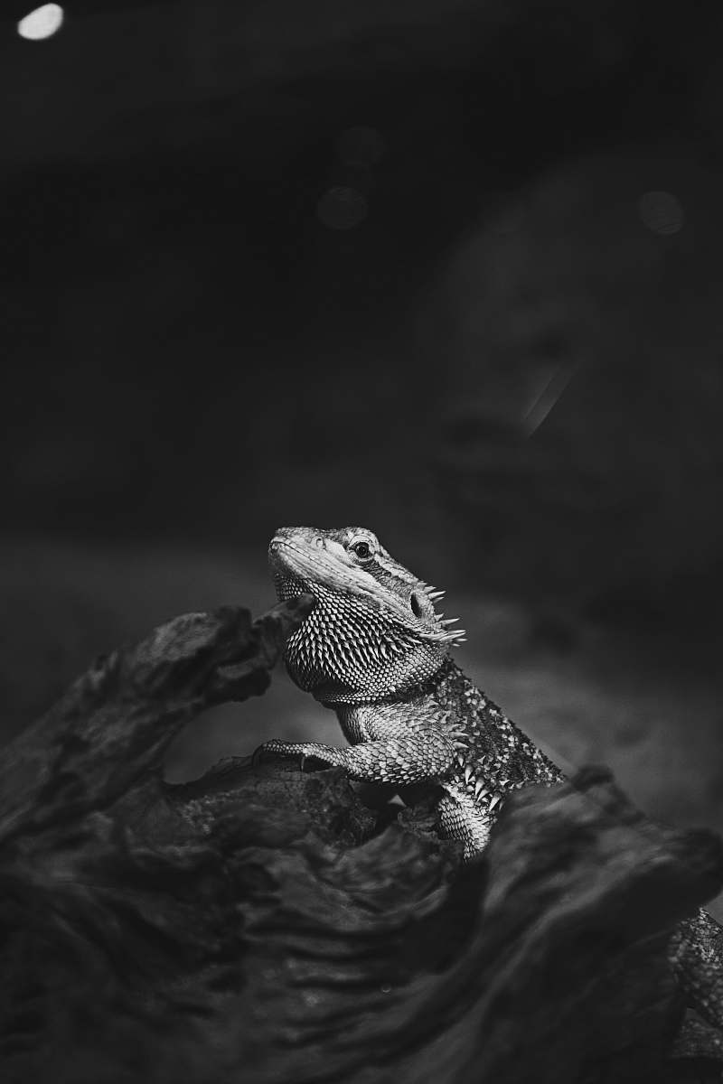 lizard grayscale photography of bearded dragon black-and-white