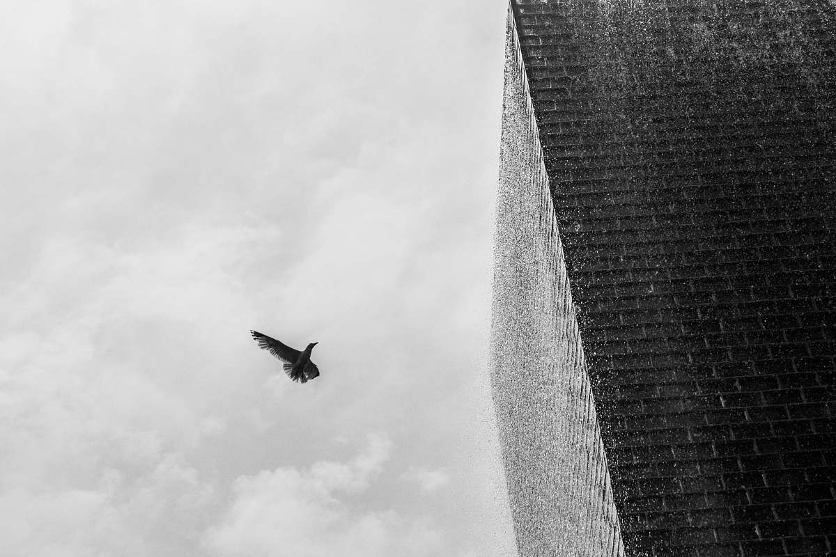 black-and-white grayscale photography of bird flying flying