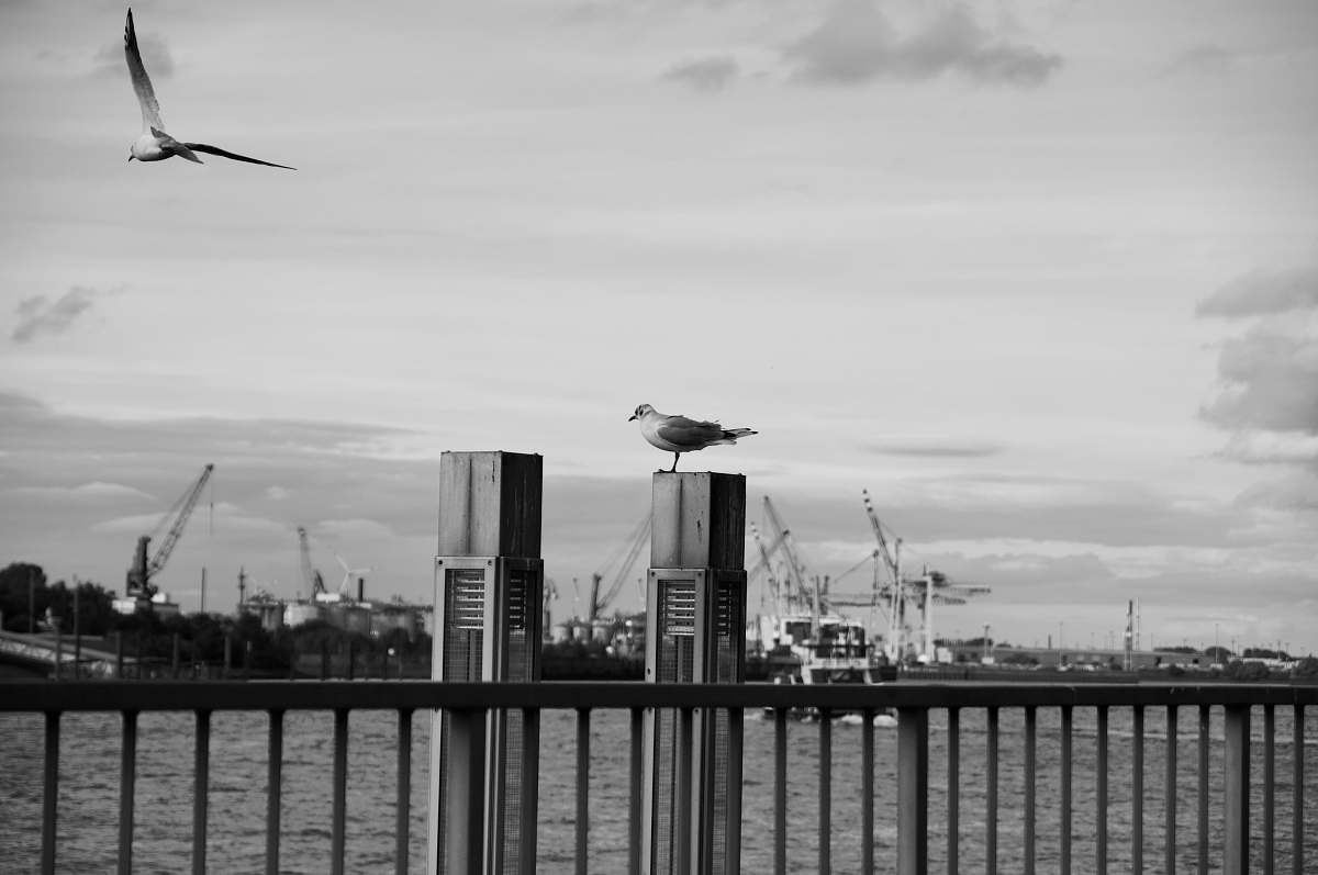 bird grayscale photography of birds on gray pavement black-and-white