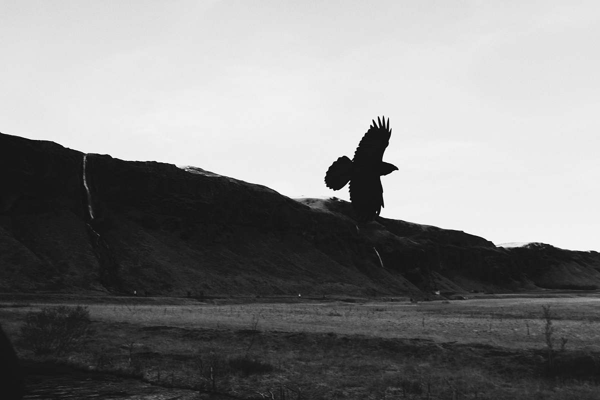 bird grayscale photography of flying bird near mountain black-and-white