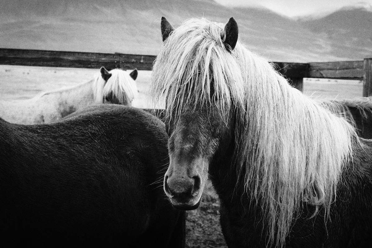 black-and-white grayscale photography of horse standing beside fence mammal