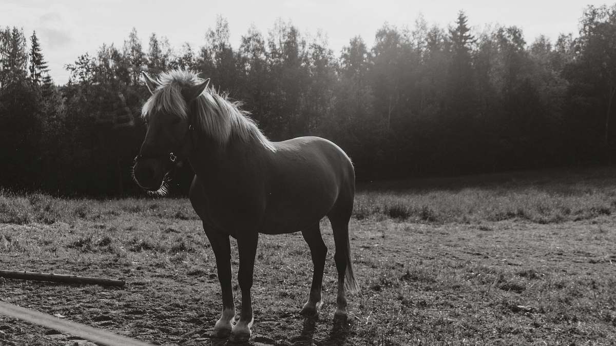 black-and-white grayscale photography of horse standing on grass horse