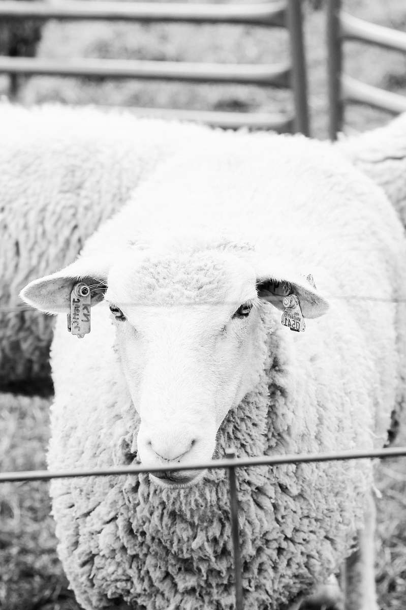 black-and-white grayscale photography of sheep sheep