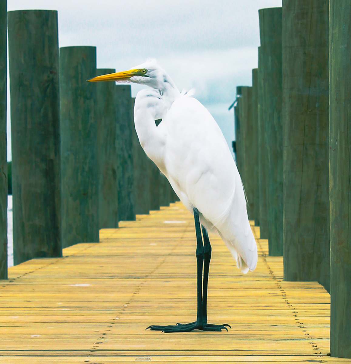 waterfowl great egret ardeidae
