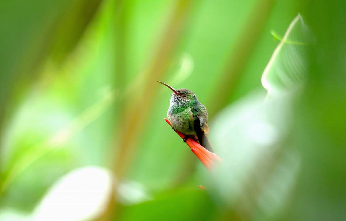 bird green and black hummingbird hummingbird