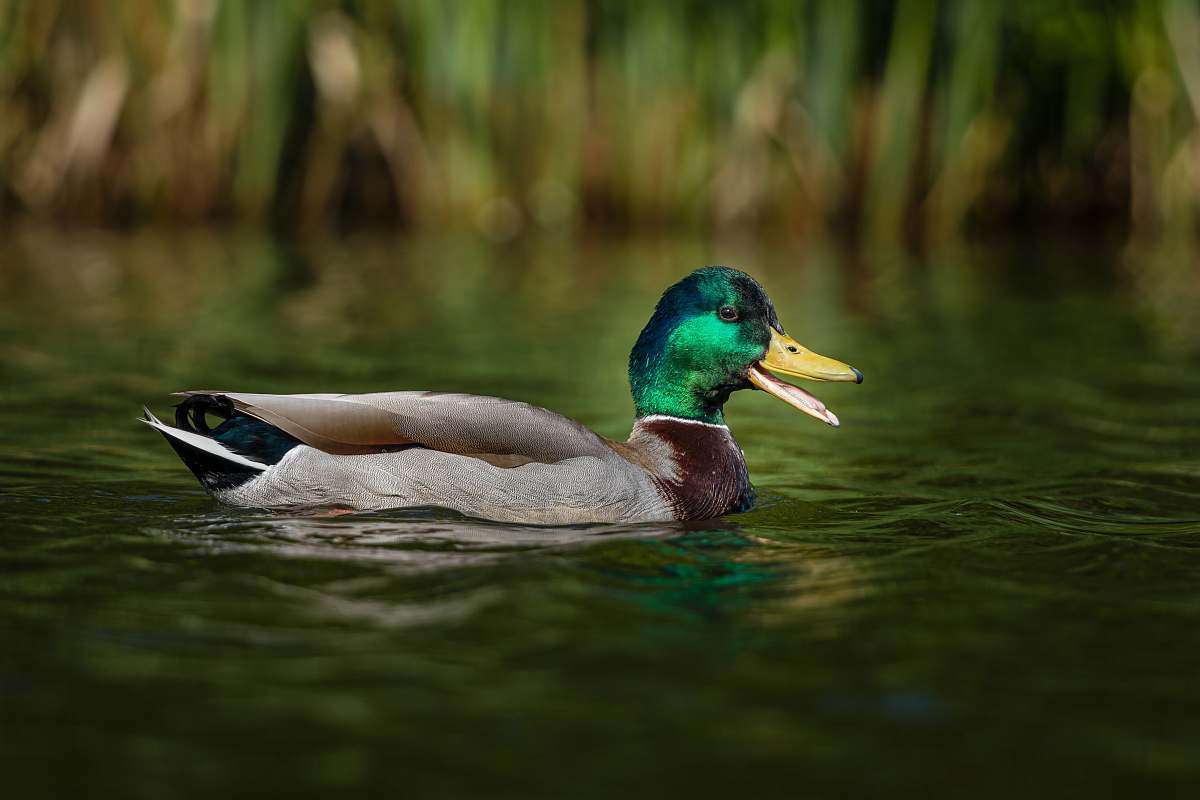 bird green and brwn duck on pond duck