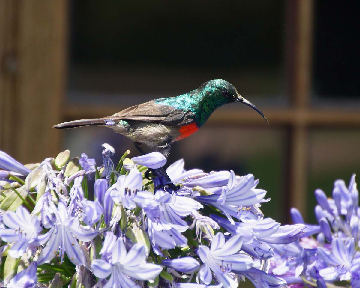 bird green and gray bird perching on flowers during daytime plant
