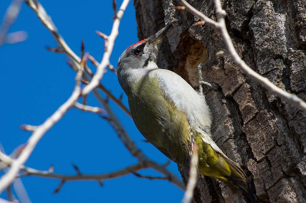 bird green and white bird woodpecker
