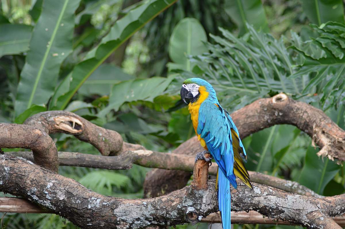 bird green and yellow parrot on tree branch parrot
