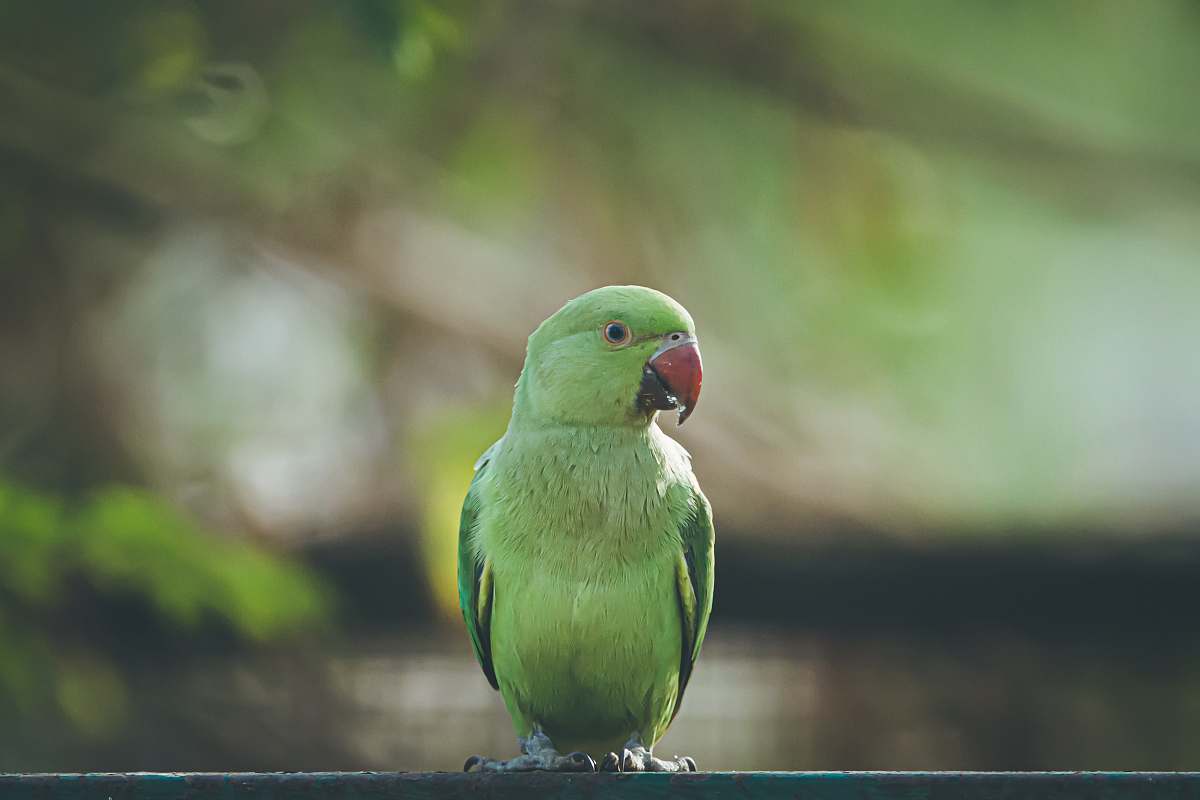 bird green bird in close-up photography parrot
