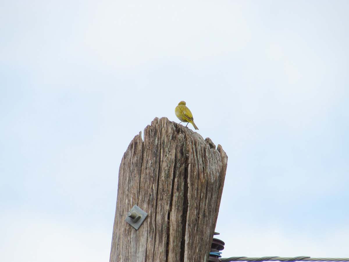 finch green bird perched on wooden post canary