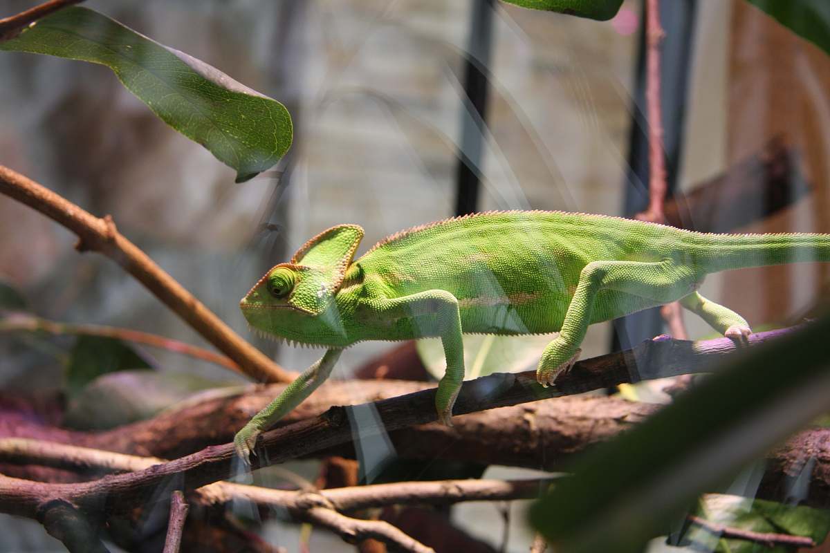 reptile green chameleon on green leaf plant lizard