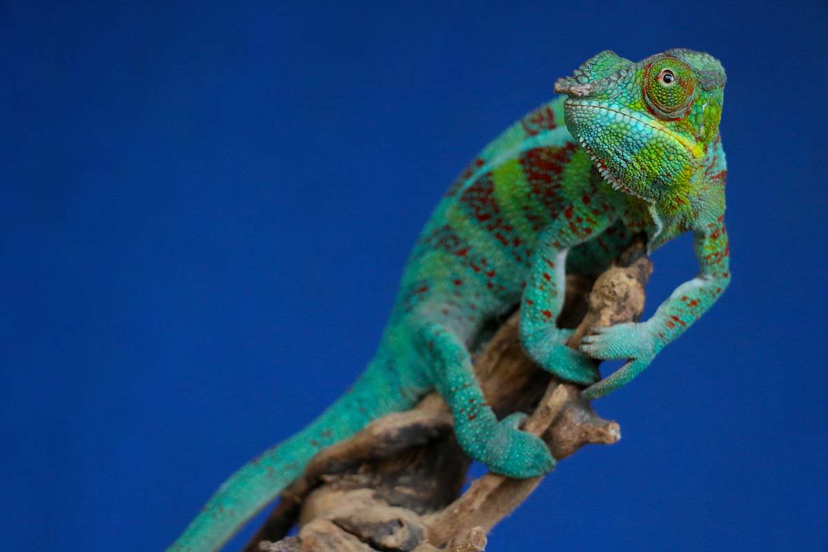 reptile green chameleon perching on brown stick lizard