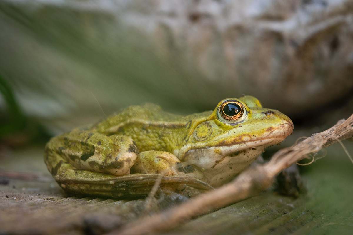 lizard green frog reptile