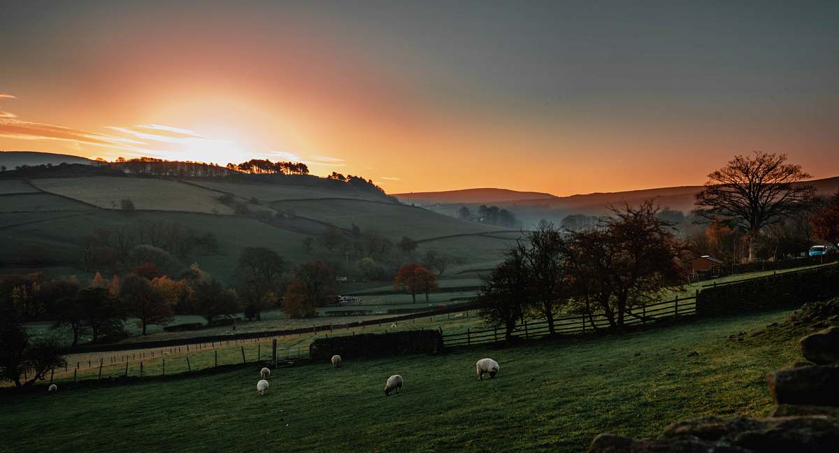mammal green grass field during golden hour sheep