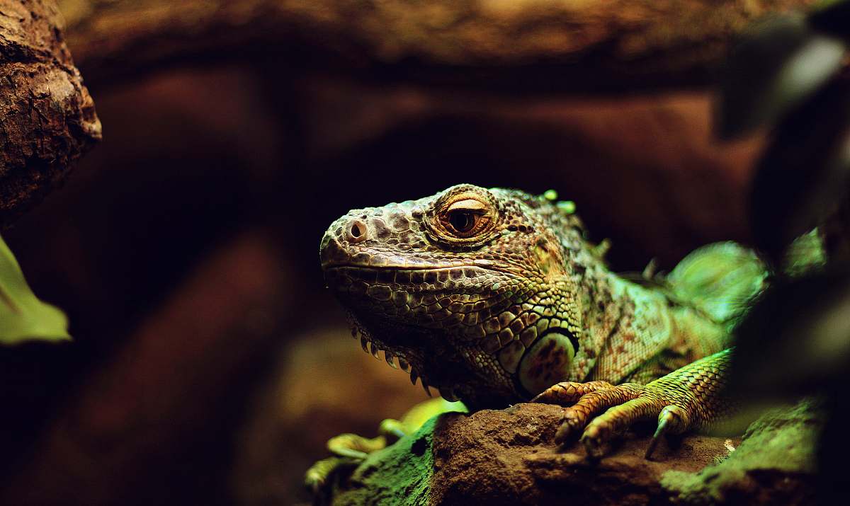 lizard green iguana iguana