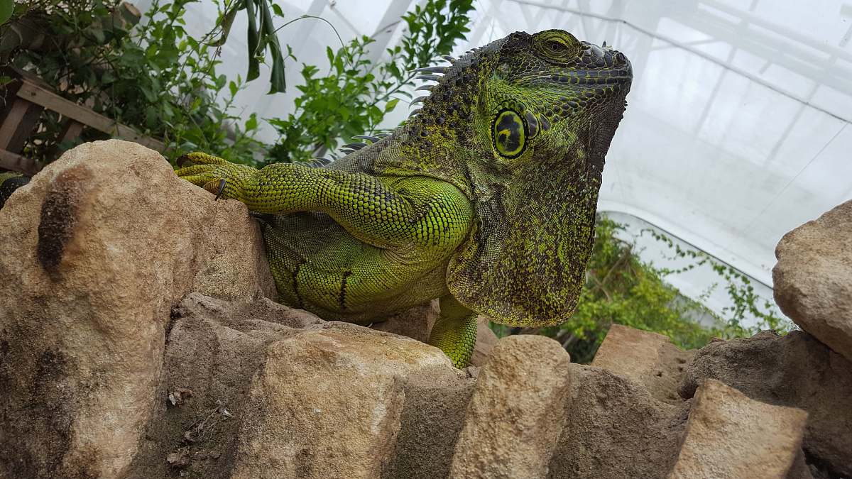 reptile green iguana lizard