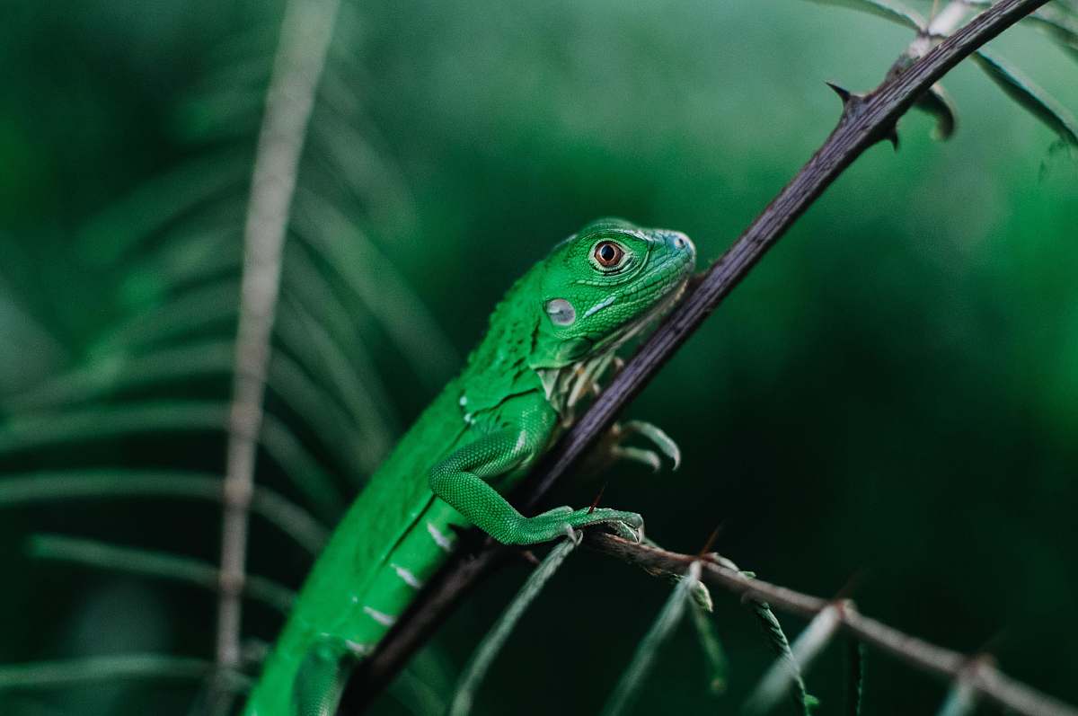 lizard green lizard reptile