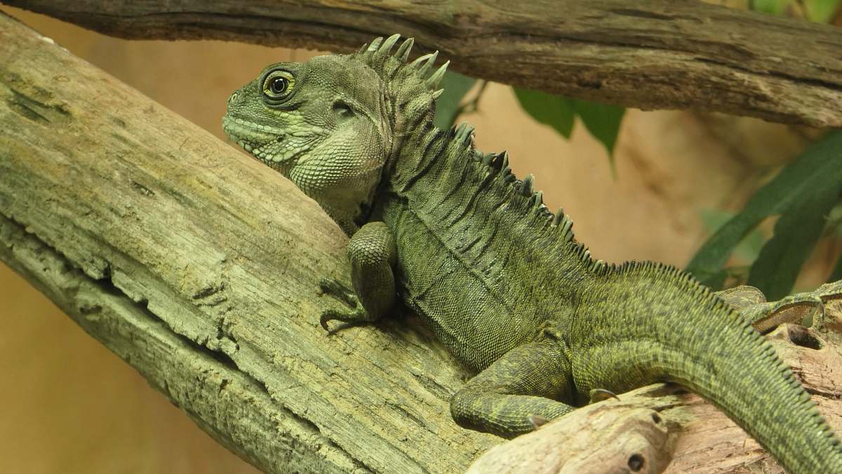 reptile green lizard on tree branch lizard
