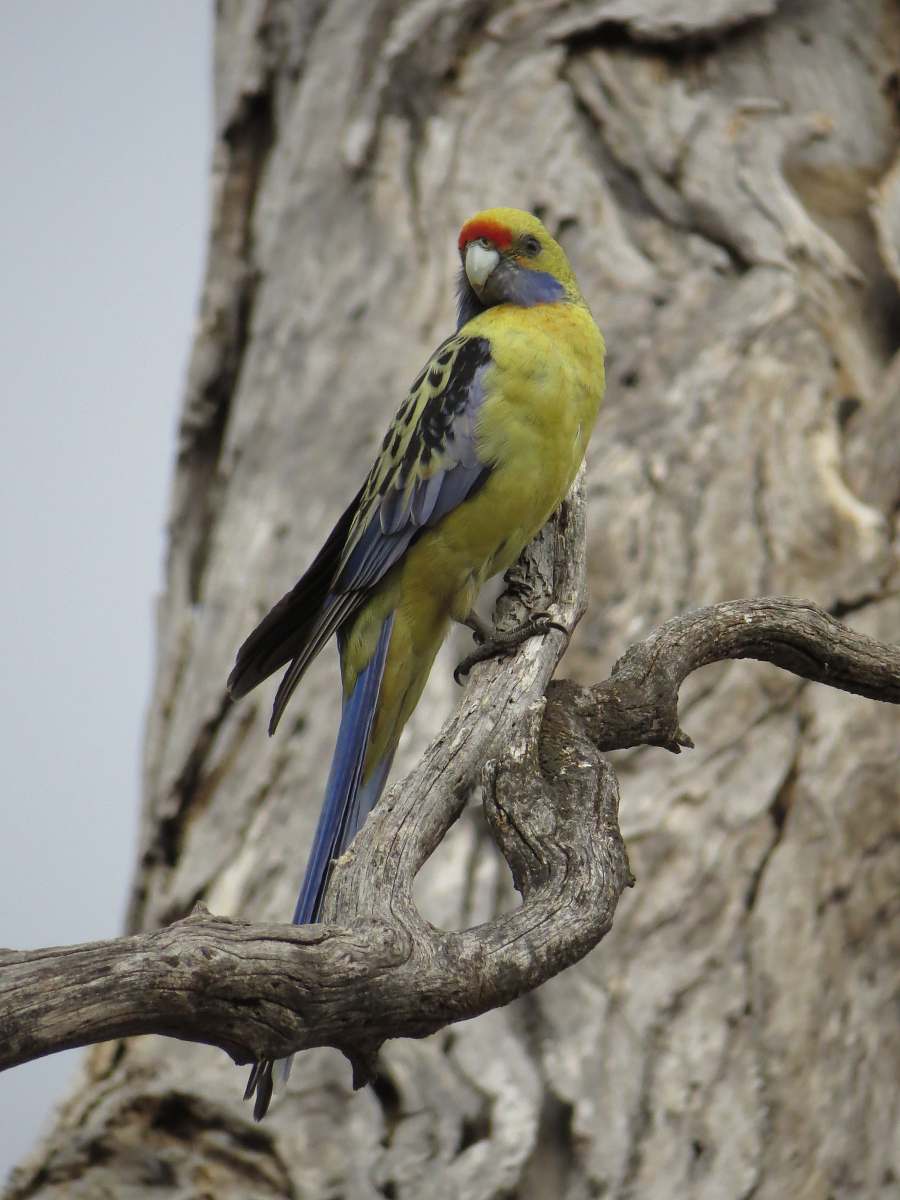 bird green parakeet finley