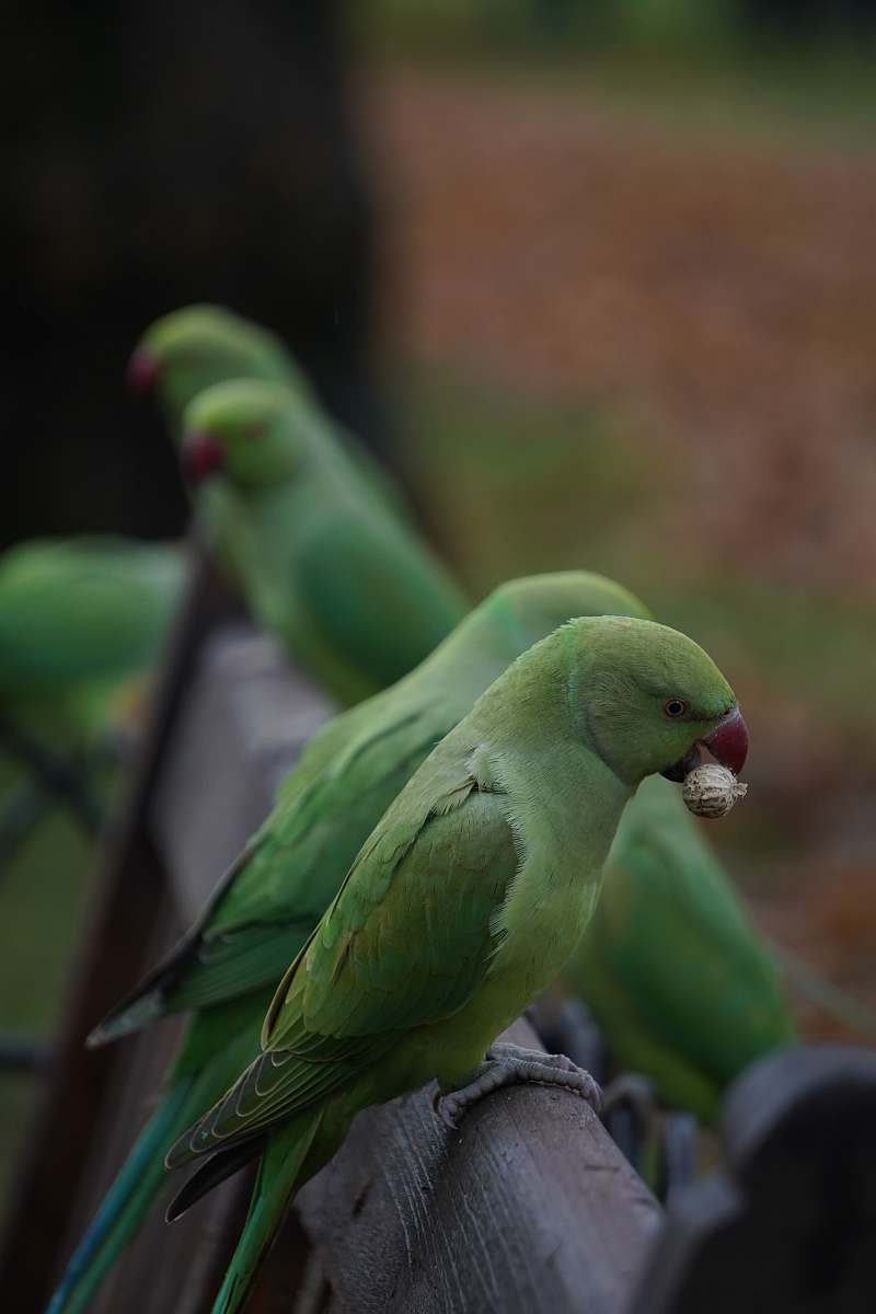 bird green parrots on gray fence parakeet