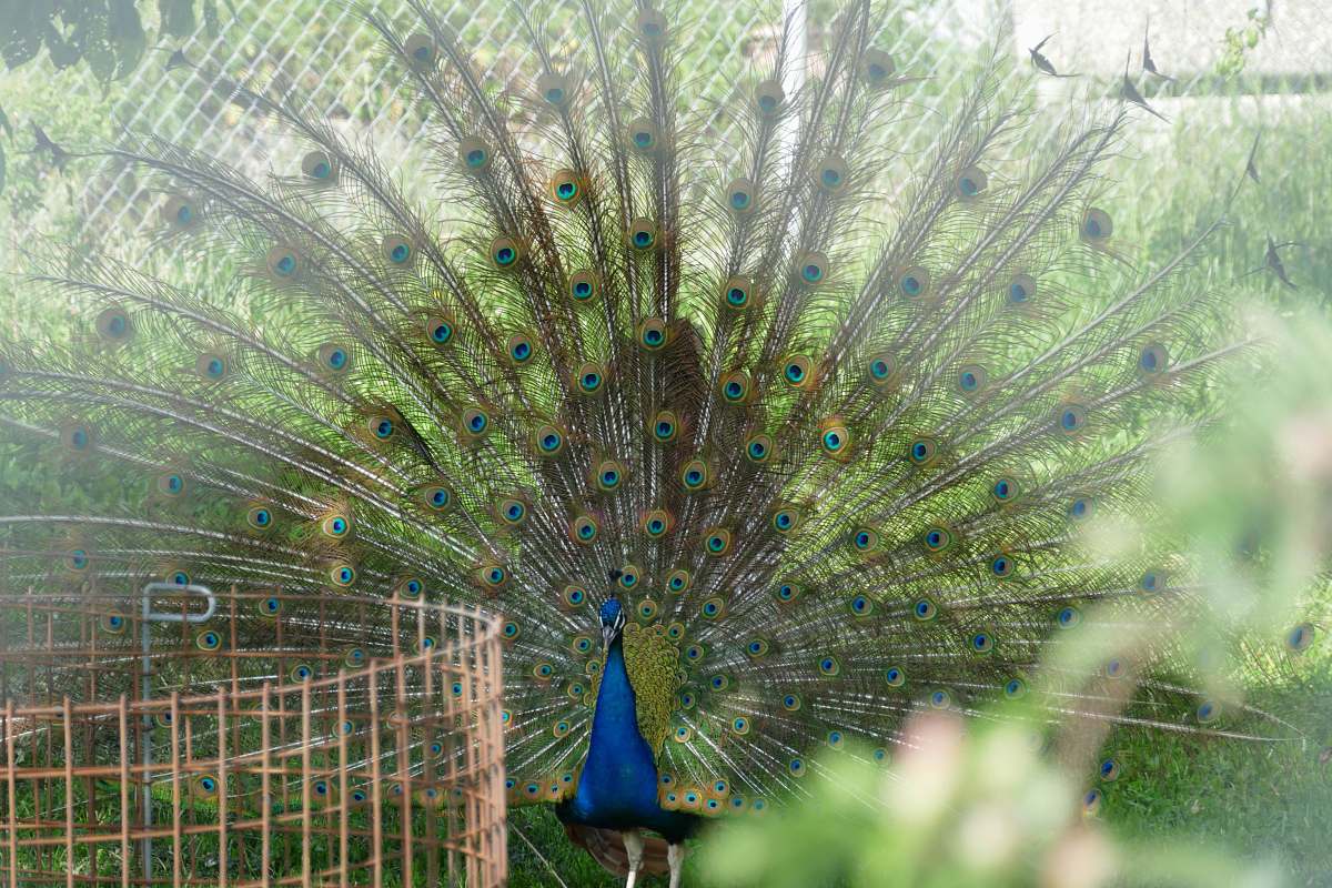 bird green peacock peacock