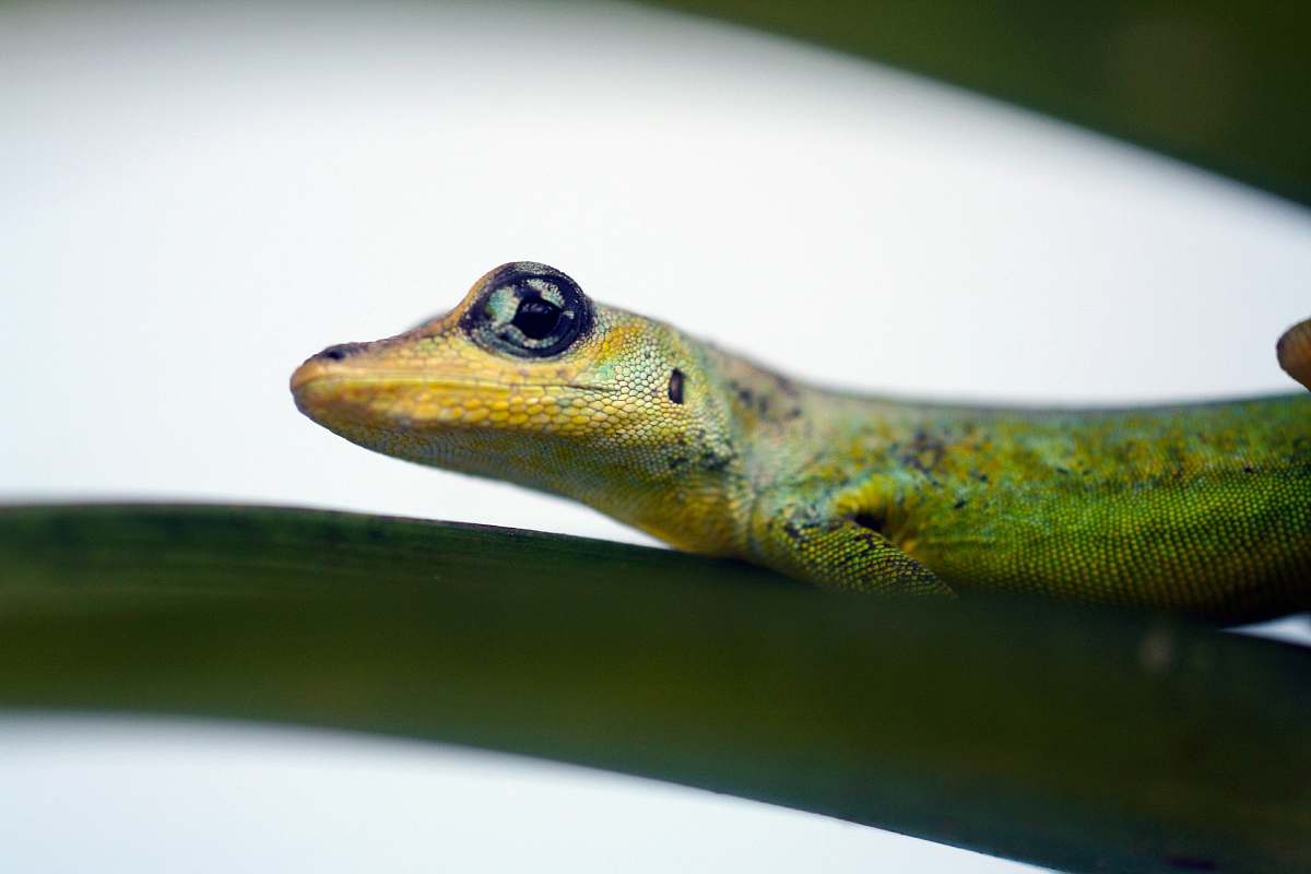 reptile green snake gecko