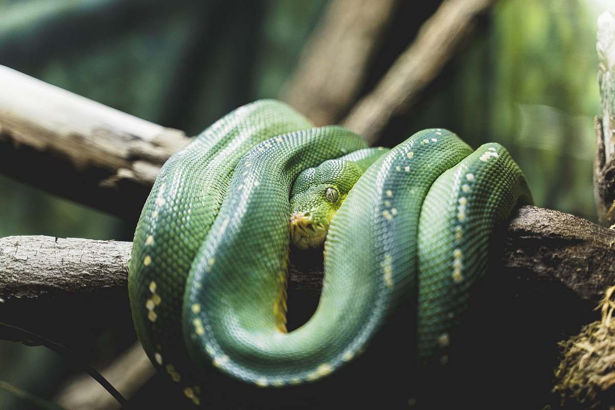 reptile green snake wrapped around brown branch snake