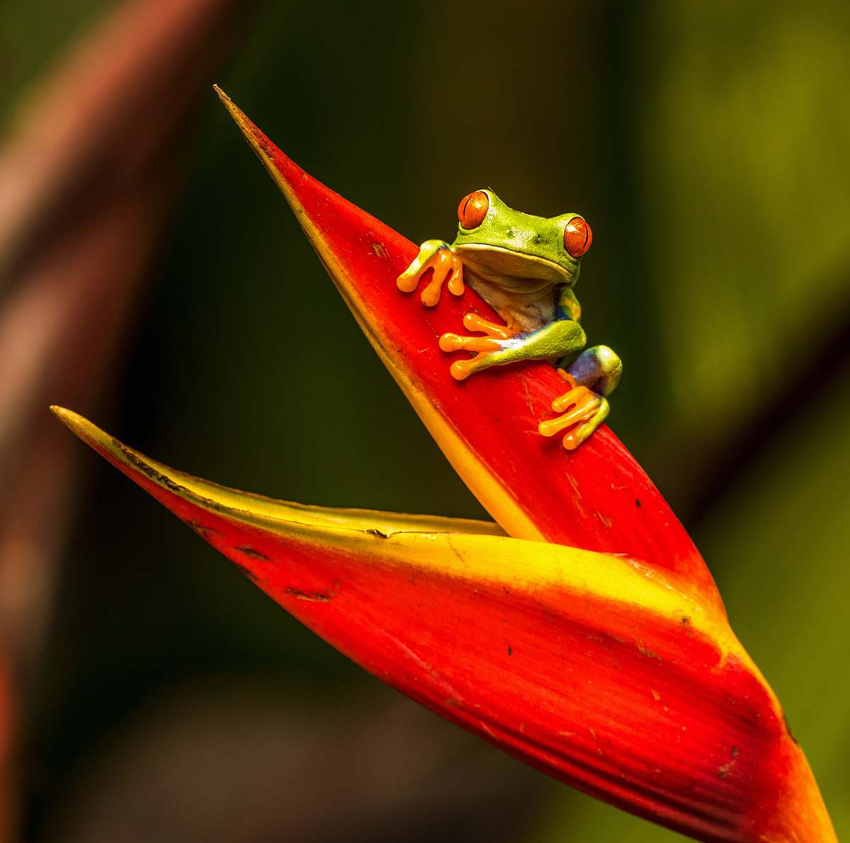 frog green tree frog on red leaf amphibian