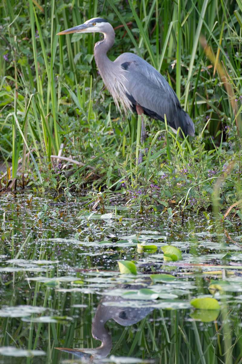 Waterfowl Grey And White Bird On Grass Field Ardeidae Image Free Photo