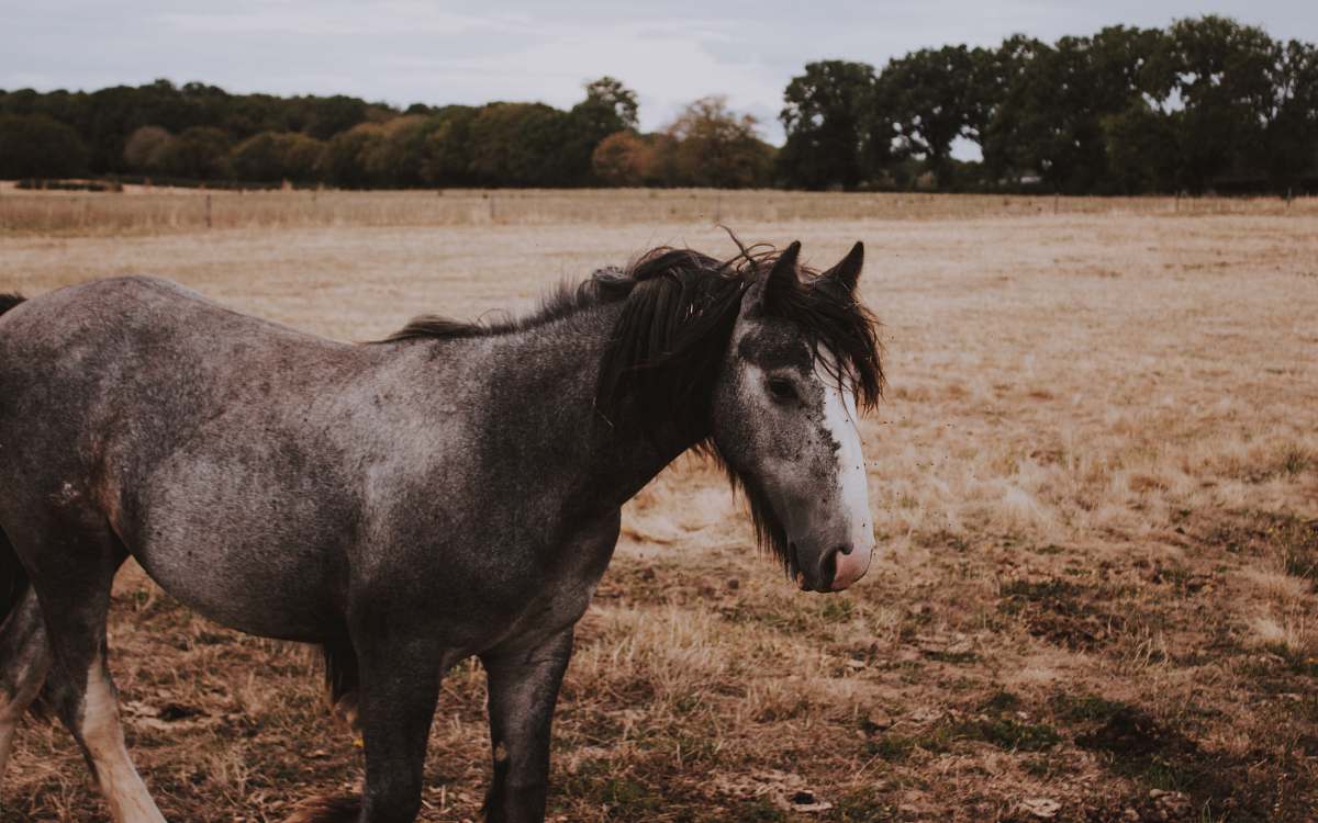 mammal grey and white horse stnading on brown grass horse