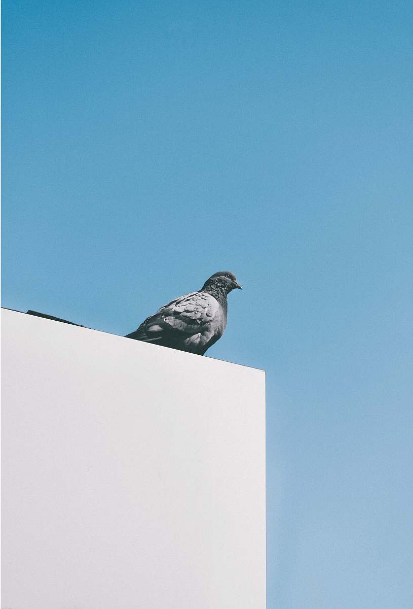 bird grey bird pigeon