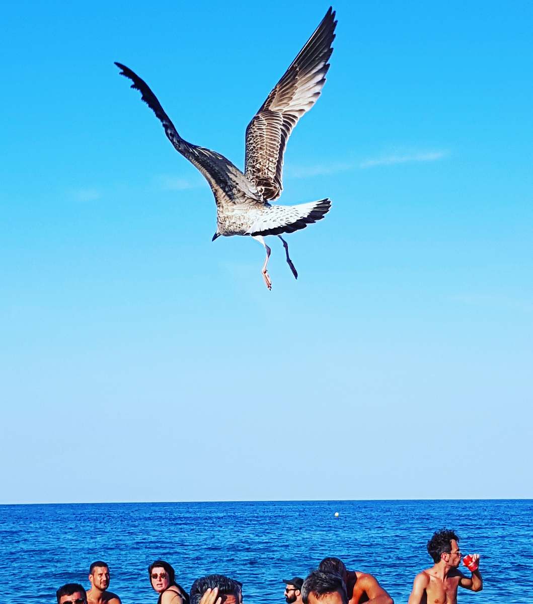 bird grey bird flying above people in the beach human
