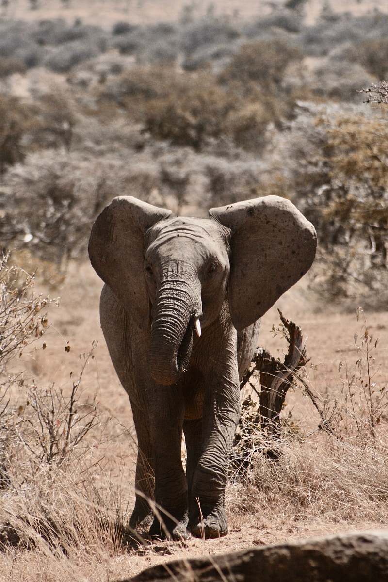 mammal grey elephant during daytime elephant